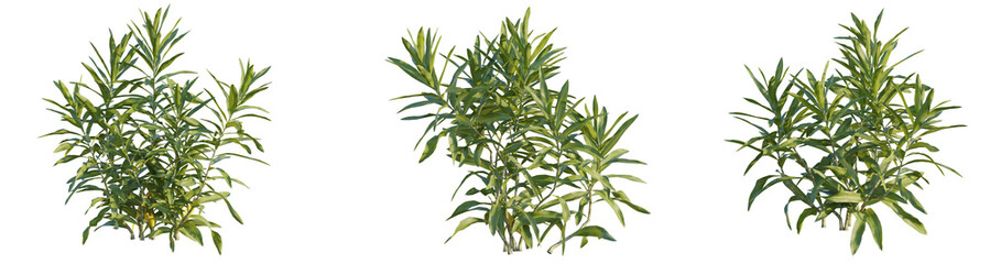 Dracaena reflexa tree 4k png cutout transparent background