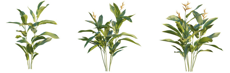 Heliconia metallica tree 4k png cutout transparent background  isolate