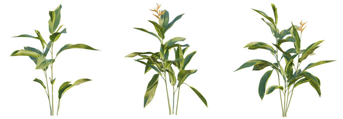 Heliconia metallica tree 4k png cutout transparent background