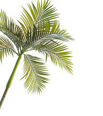 Fototapeta premium Areca catechu tree corner 4k png cutout transparent background