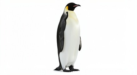 Fototapeta premium Emperor Penguin: Majestic Pose, Crisp White Background, Clean Wildlife Photography