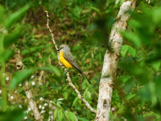 Tolima Palocabildo