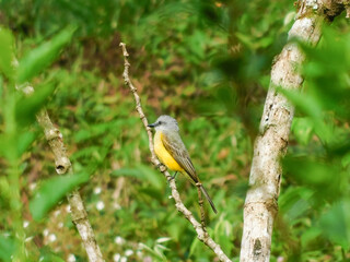 Tolima Palocabildo