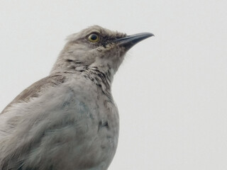 Tolima Palocabildo