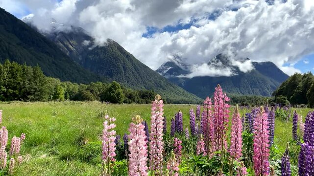 Idyllic view of colorful lupines moved by the wind and mighty mountains shrouded in clouds at one of the campsites in fiordland national park near milford sounds, new zealand, south island, southland