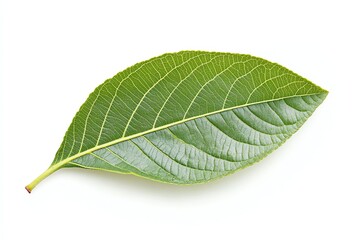 Obraz premium Green Leaf Close-up on White Background for Botanical Study