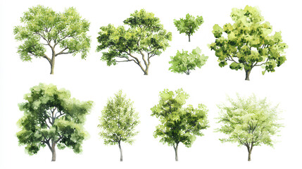 Fototapeta premium Set of watercolor green tree isolated on white background for landscape and architecture drawing, elements for environment and garden, botanical for section in spring 
