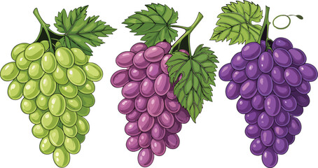 Grapes in white background Illustration vector design, Grapes vector design