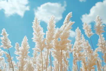 Blue sky and white clouds
