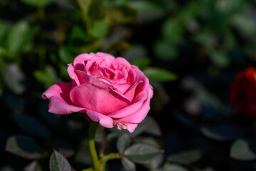Close-up Pink Spray Rose flower blooming in the garden.