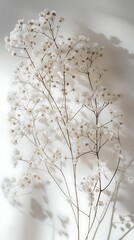 White gypsophila flowers in a vase on a white background