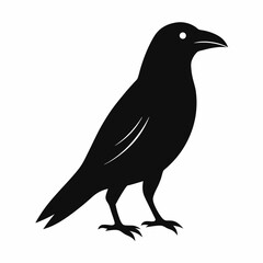 Fototapeta premium crow on a white background