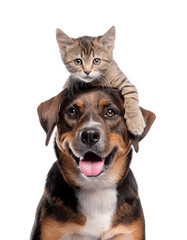 A joyful dog with a playful kitten perched on its head, white isolated background.