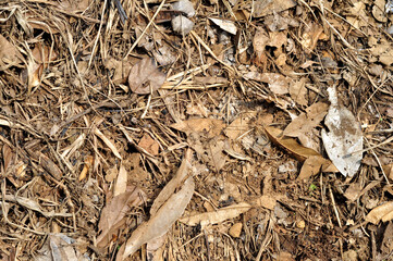 Dry leaves on the ground texture background