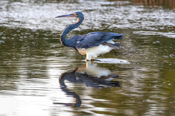 Closeup of Great Blue Heron (Ardea herodias) standing in marshland pool, on the island of Aruba. 
