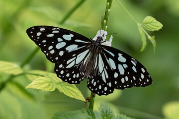 Paper kite butterfly (Idea leuconoe) feeding, wings spread, on the island of Aruba. Green plants in background.

