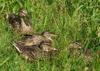 Kaczka krzyżówka matka z młodymi siedzą w trawie