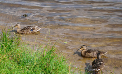 Kaczki pływaja w brudnej wodzie stawie w parku © Paweł Kacperek