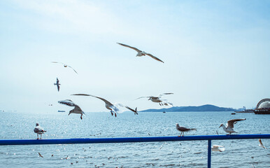 seagulls on the beach