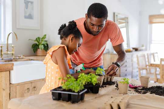 Planting seedlings in kitchen, African American father and daughter bonding together