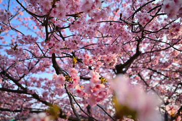 満開綺麗河津桜