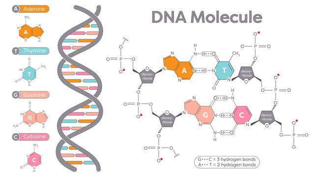 DNA nucleotide and phosphate sugar bonds diagram