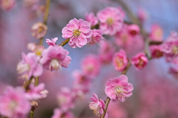 満開を迎えたしだれ梅