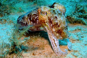 Cuttlefish (Sepiida) sitting on the sandy seabed. Predator fish in the sea. Underwater photography, scuba diving in the ocean with the marine life. Cuttlefish in the deep.
