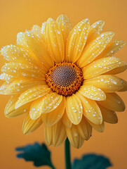 Close-up of yellow daisies adorned with water droplets