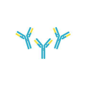 Antibody anatomy. Immunoglobulin Structure. Adaptive immune response. Vector illustration. 