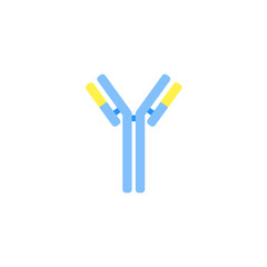 Antibody anatomy. Immunoglobulin Structure. Adaptive immune response. Vector illustration. 