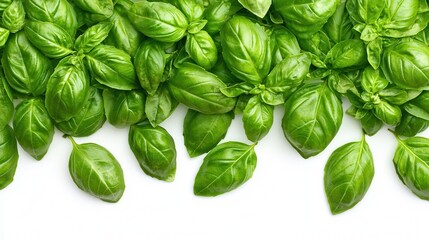Fototapeta premium Fresh Green Basil Leaves on White Background