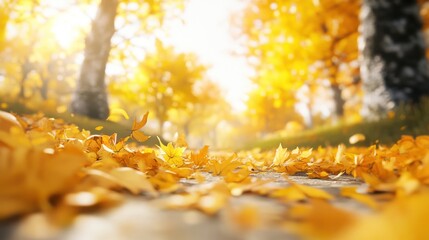 Autumn leaves pathway, golden sunlight, trees.  Possible use Stock photo for seasonal backgrounds, nature, fall