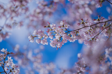 Spring blossom background. Blossoming tree branch with white flowers.