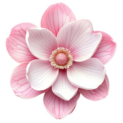 Pink magnolia flower Isolated on a transparent background