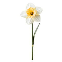 Daffodil flower or narcissus Isolated on a transparent background