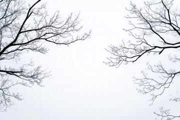Obraz premium Serene Winter Treescape with Bare Branches Against a Foggy Sky