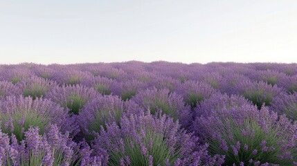 Obraz premium Serene Lavender Field at Dawn Tranquil Purple Blossoms