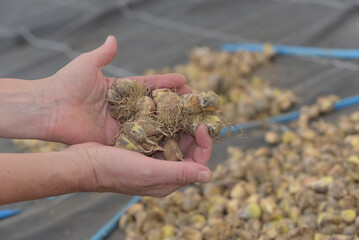 Seeds protected by outer covering
