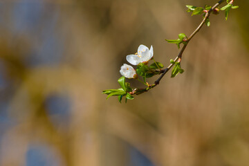 twig with cherry plum blossom on a spring day close-up