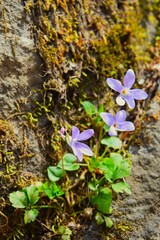 Violet at Senjogahara Marshland in Oku-nikko, Tochigi, Japan