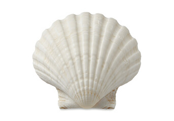 Obraz premium White elegant sea jacobean scallop shel isolated