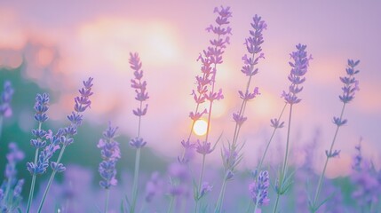 Serene Sunset Lavender Field Soft Hues and Gentle Breeze