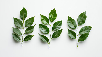 Obraz premium Isolated curry leaves capturing texture and beauty in a minimalist design.
