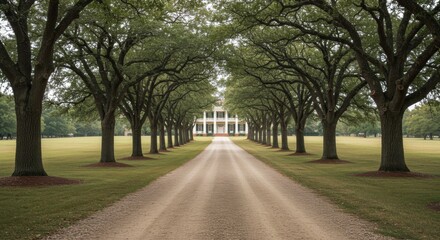 Obraz premium Serene tree-lined driveway leading to a grand estate, surrounded by lush greenery and tranquility - plantaion homes | plantation house