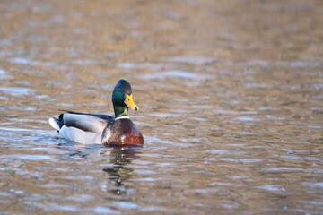 A beautiful wild duck swims along a fast spring river.