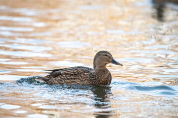 A beautiful wild duck swims along a fast spring river.