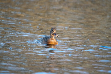 A beautiful wild duck swims along a fast spring river.