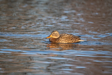A beautiful wild duck swims along a fast spring river.