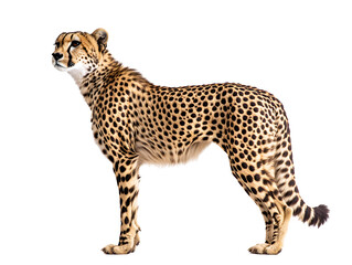 Majestic Cheetah Standing High-Quality Wildlife illustration on a transparent background.
